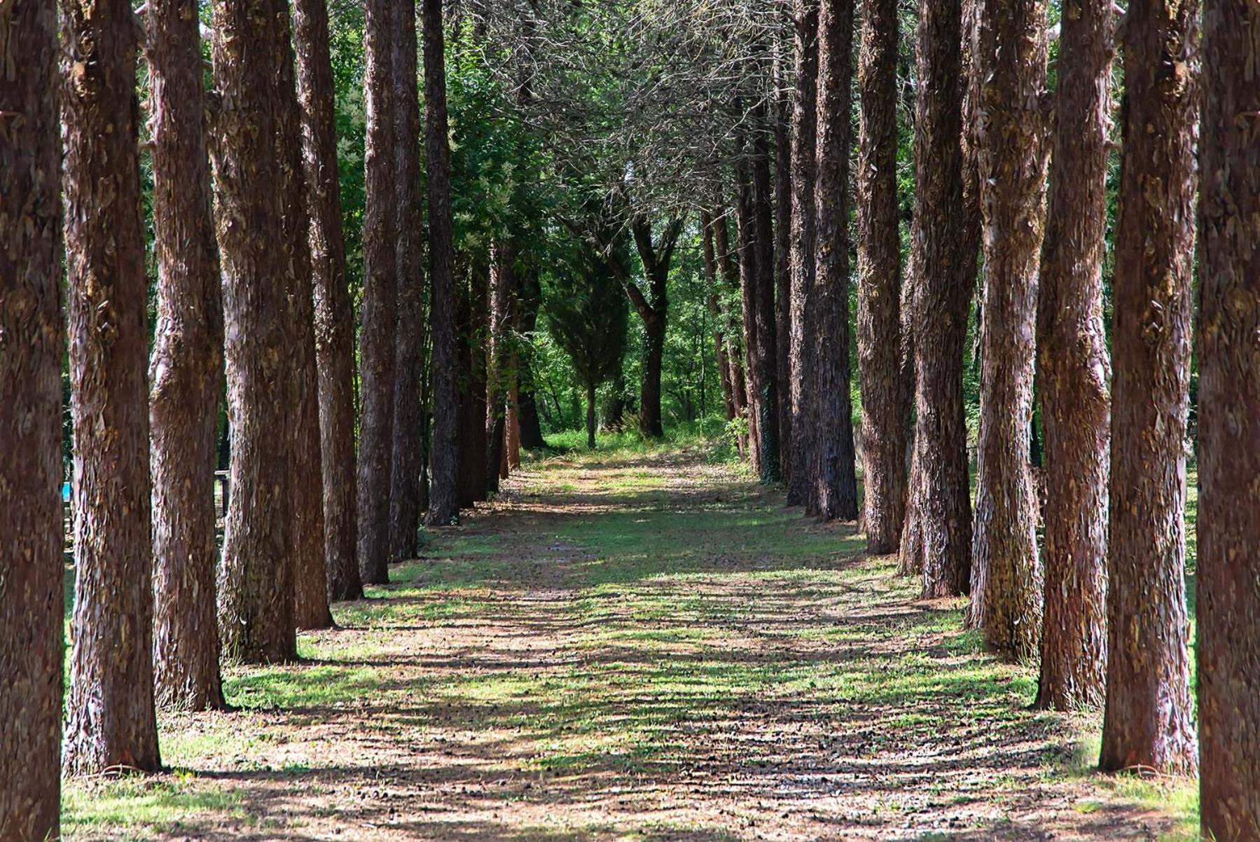 Agriturismo Villa Alari Cetona Buitenkant foto